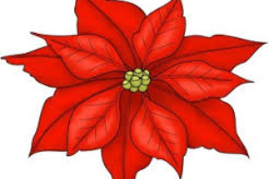 Poinsettia Sale